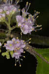 American beautyberry